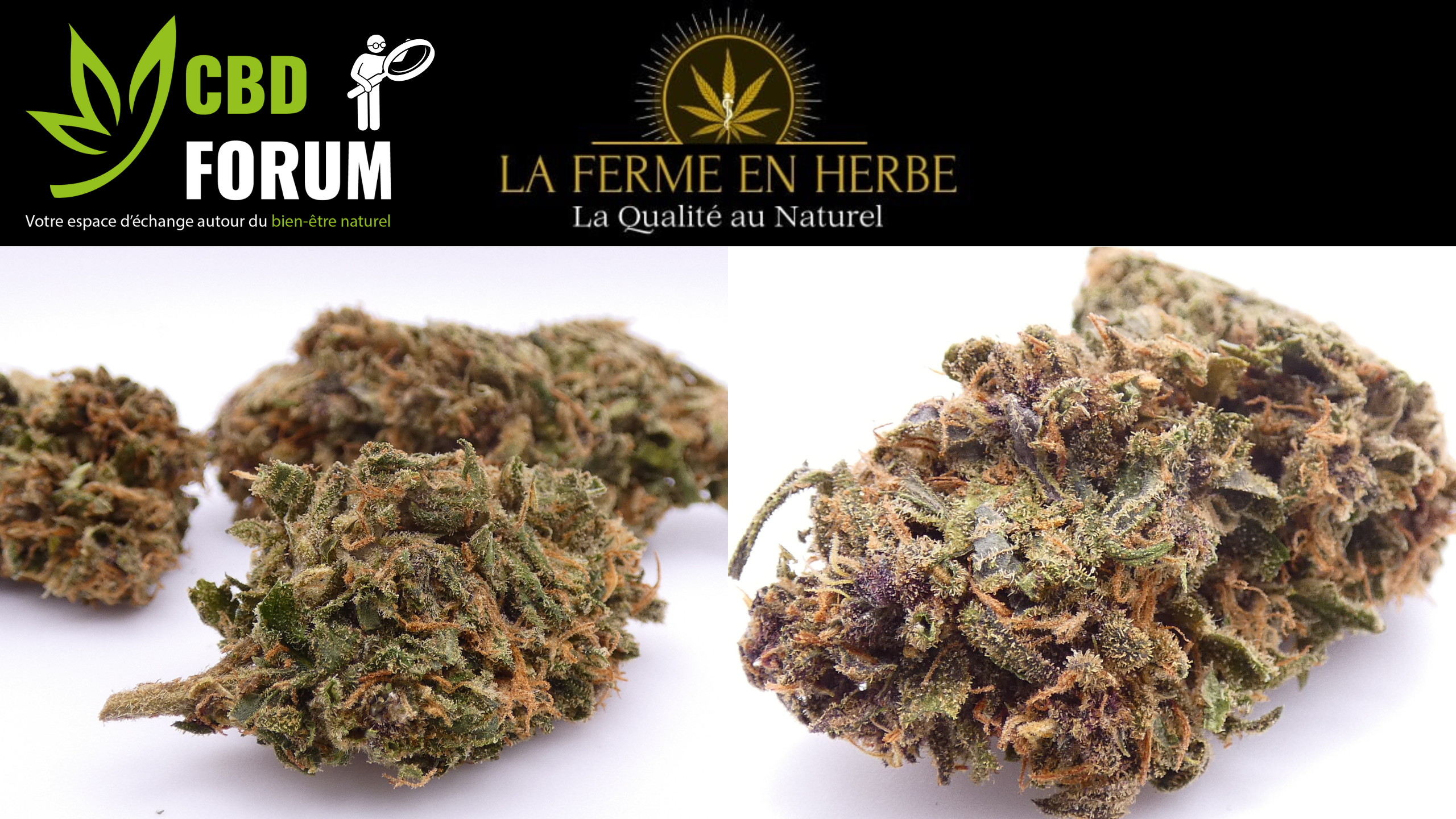 1727288436-la-ferme-en-herbe.png 1727288436-la-ferme-en-herbe.png