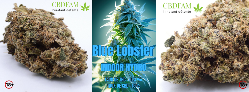 1727369118-blue-lobster.png 1727369118-blue-lobster.png