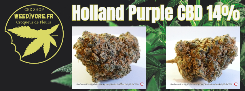 1727543435-Holland-purple.png 1727543435-Holland-purple.png