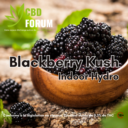 1728667856-Blackberry-Kush.png 1728667856-Blackberry-Kush.png