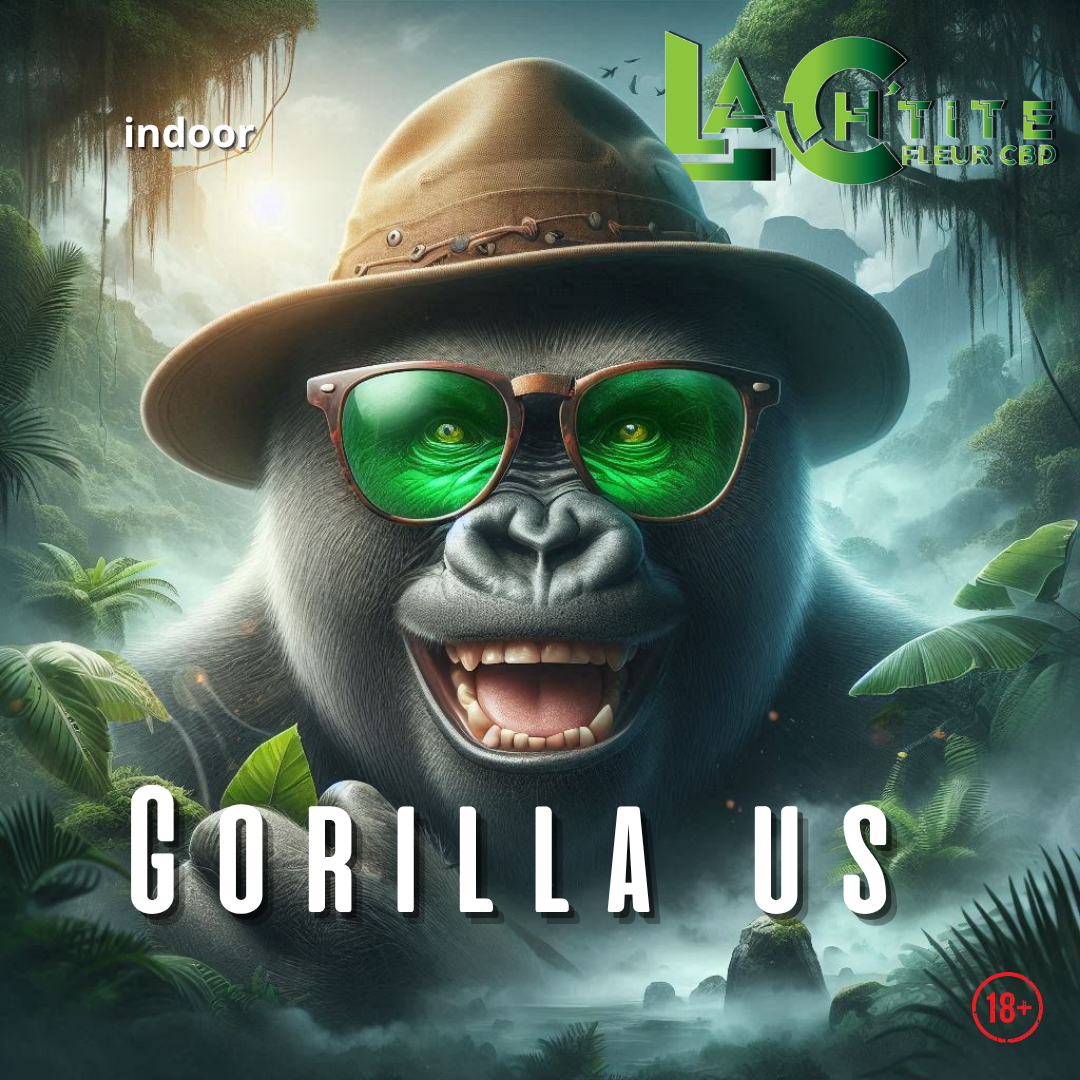 1750268174-gorilla-us-reseaux.png 1750268174-gorilla-us-reseaux.png