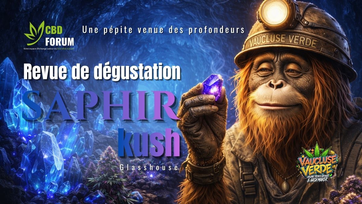 1774352253-revue-saphir-kush-vaucluse-verde.jpg 1774352253-revue-saphir-kush-vaucluse-verde.jpg