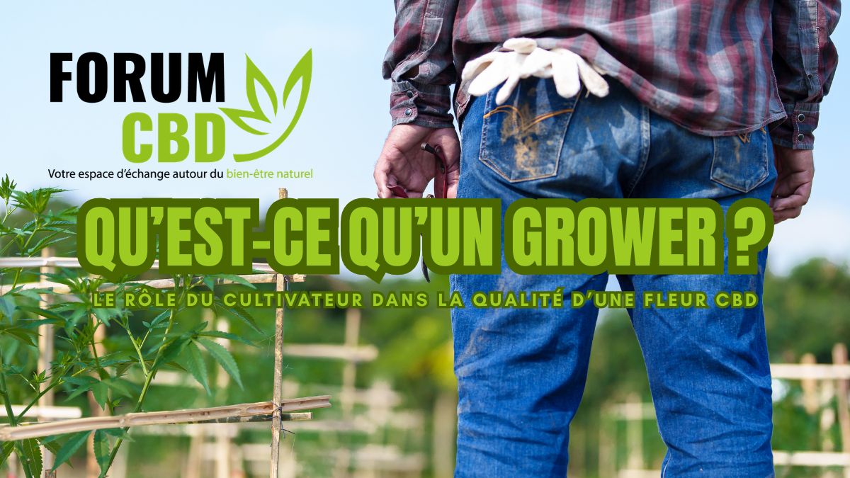 1776239306-grower-cbd-cultivateur-fleur.jpg 1776239306-grower-cbd-cultivateur-fleur.jpg