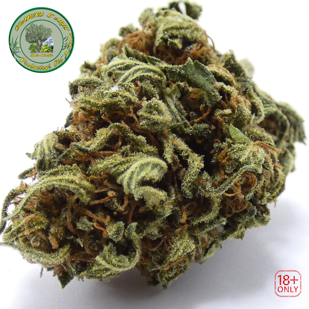 Lemon budha