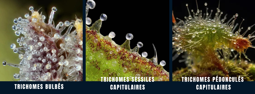 trichomes