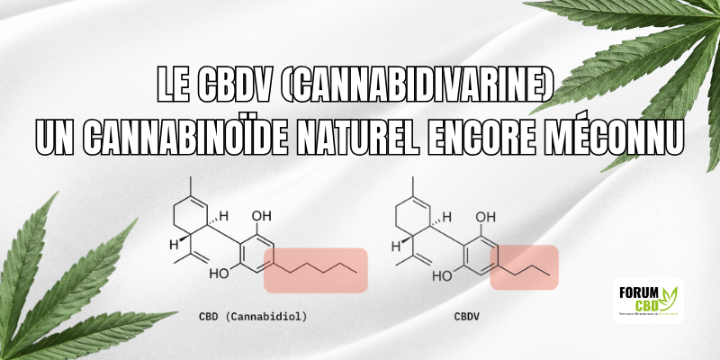 Le CBDV (Cannabidivarine) – cannabinoïde naturel encore méconnu