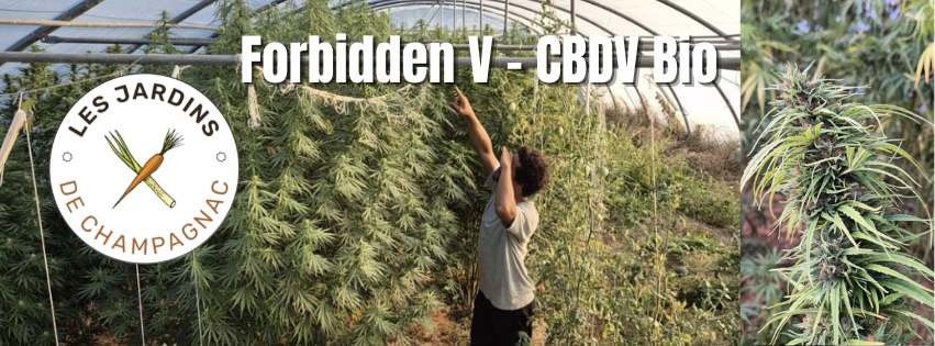 Forbidden V - CBDV Bio