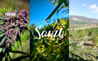 À la rencontre de Pierre Berthet – Sauzy CBD, l’esprit du chanvre au cœur du Vercors