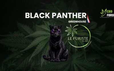Black Panther CBD – Revue de dégustation (Le Puriste du CBD)