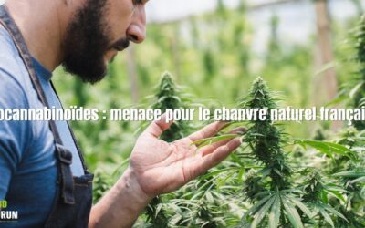 Néocannabinoïdes : menace pour le chanvre naturel français ?