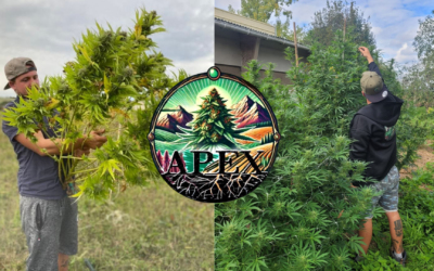 Rencontre avec APEX CBD – Sol vivant, sélection génétique et vision du marché français