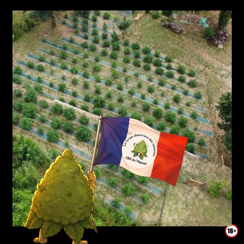 Vue aérienne – culture CBD Cévennes Vue aérienne culture CBD outdoor Cévennes Ferme Chanvrière des Cévennes