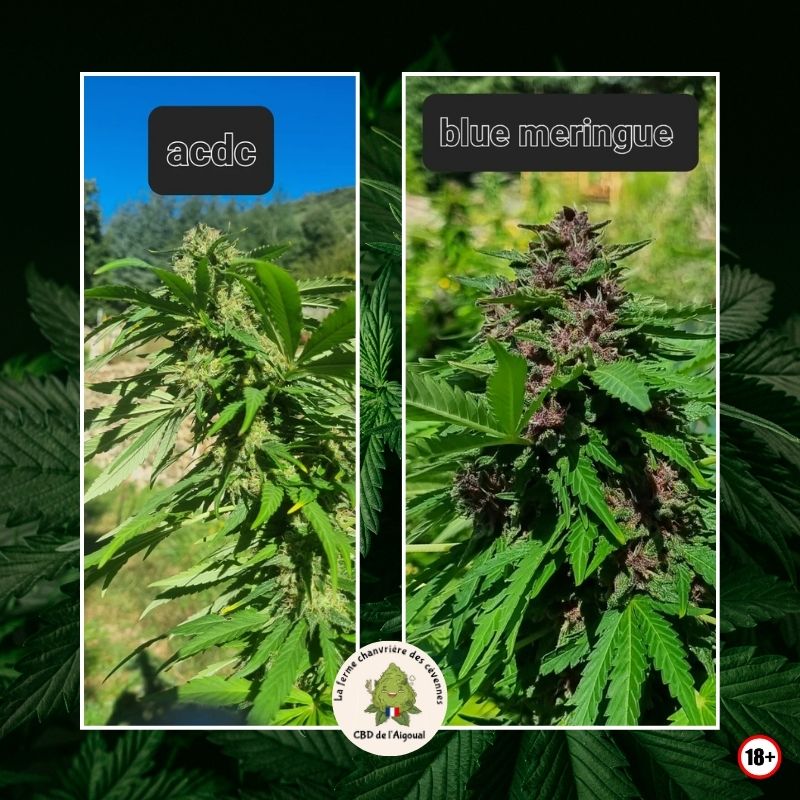 ACDC & Blue Meringue outdoor – Cévennes Fleurs de CBD ACDC et Blue Meringue cultivées en outdoor dans les Cévennes en sol vivant Ferme Chanvrière des Cévennes