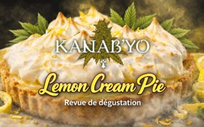 Revue de dégustation : Lemon Cream Pie indoor – Kanab’Yo, chanvre cultivé en Bretagne