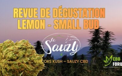Lemon Small Bud Sauzy CBD : revue de dégustation complète