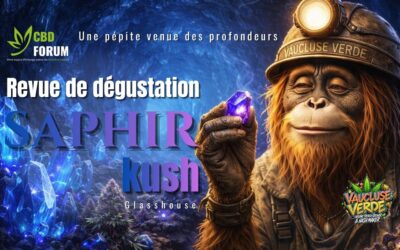 Saphir Kush CBD : Notre revue complète d’une pépite Glasshouse
