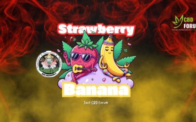 Strawberry Banana CBD Cannababa : dégustation complète et analyse détaillée