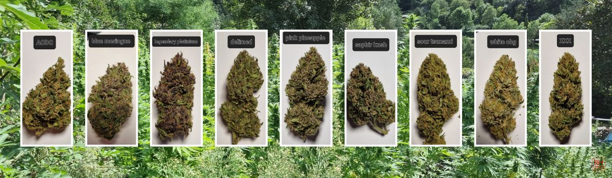 Variétés CBD Cévennes – culture outdoor Variétés de CBD outdoor cultivées dans les Cévennes Ferme Chanvrière des Cévennes