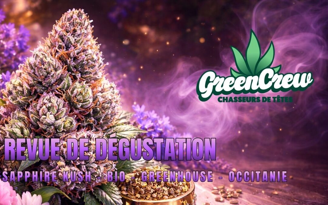 Sapphire Kush Greenhouse Bio : notre revue de dégustation d’une pépite d’Occitanie