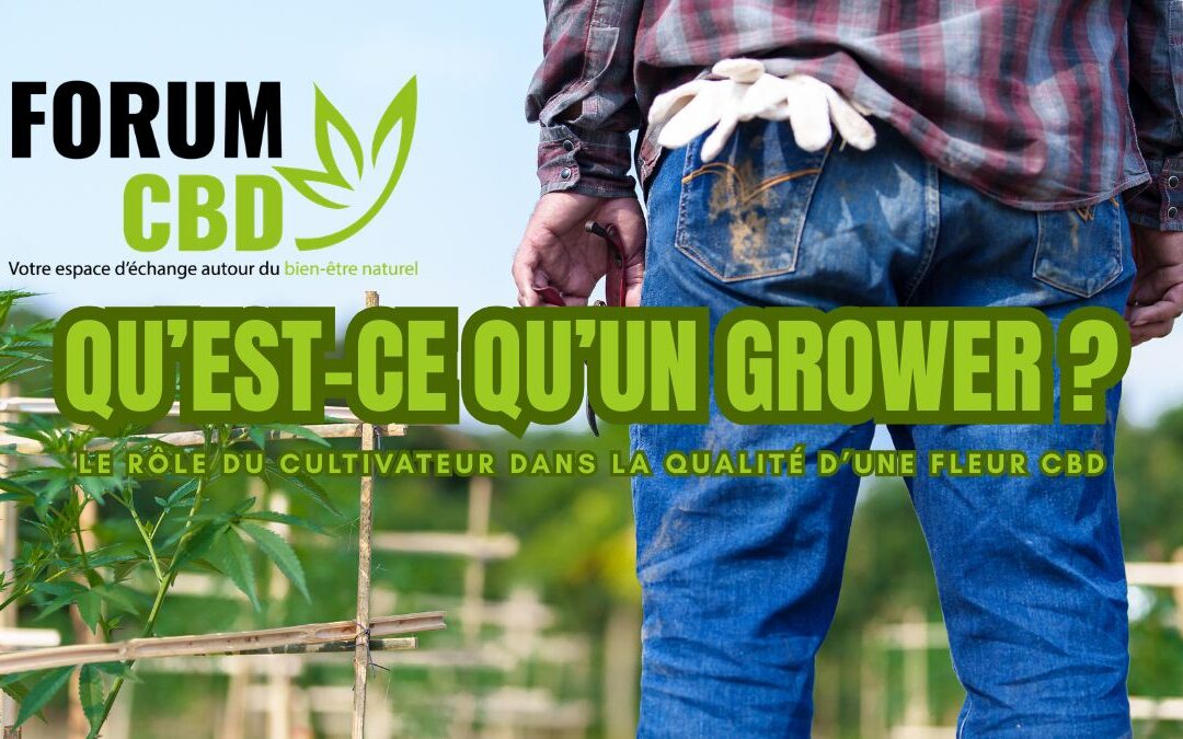 Grower CBD : le rôle du cultivateur en 5 étapes dans la qualité d’une fleur