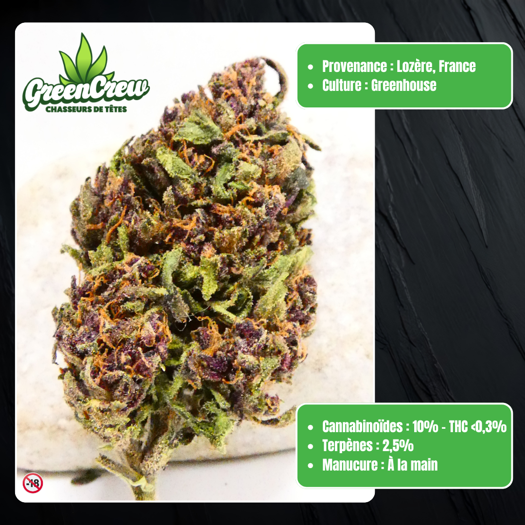 sapphire-kush-smellz-présentation