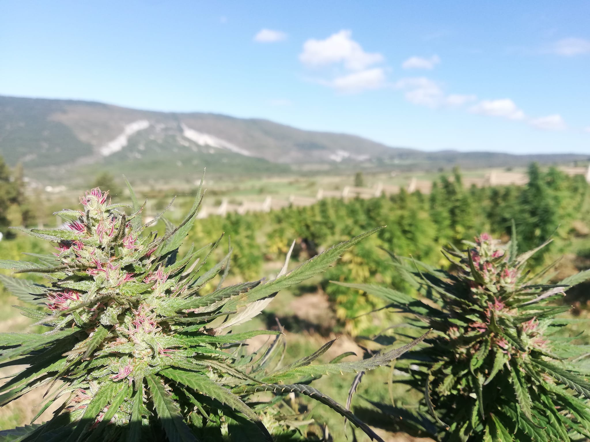 sauzy-cbd-vercors Grower CBD en culture outdoor dans le Vercors avec fleurs de chanvre Sauzy CBD