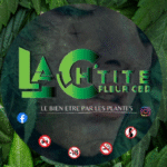 La ch tite fleur CBD